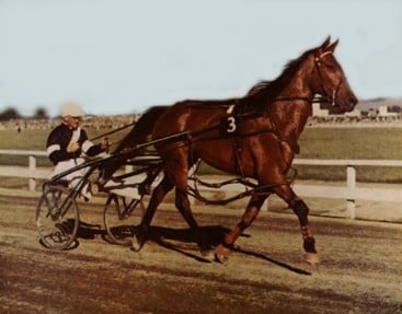 New Zealand pacer Cardigan Bay racing in 1959